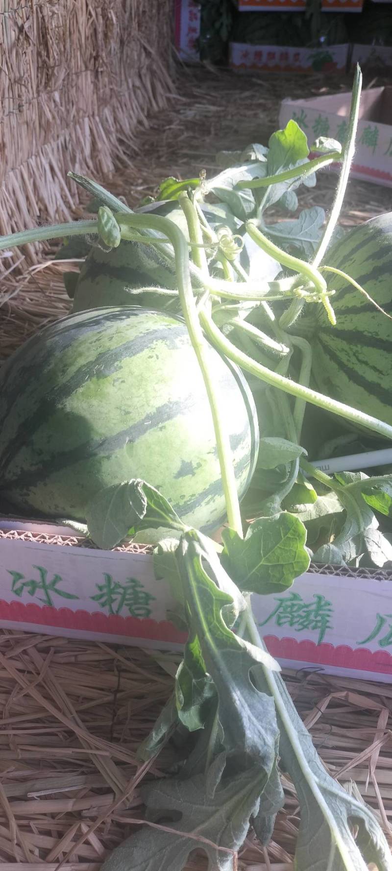 河南周口西瓜，无籽美都，大量上市，诚信经营代发全国