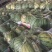 河南周口西瓜，无籽美都，大量上市，诚信经营代发全国