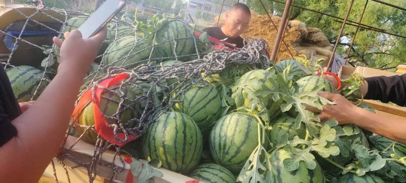 河南周口西瓜，无籽美都，大量上市，诚信经营代发全国