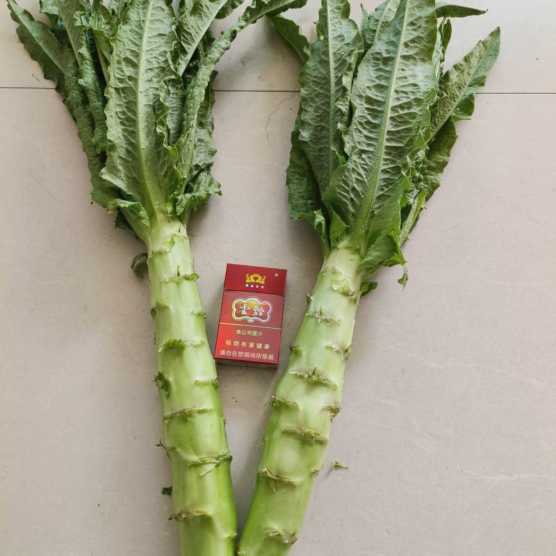 莴苣绿皮绿莴苣尖叶实心产地直供诚信经营
