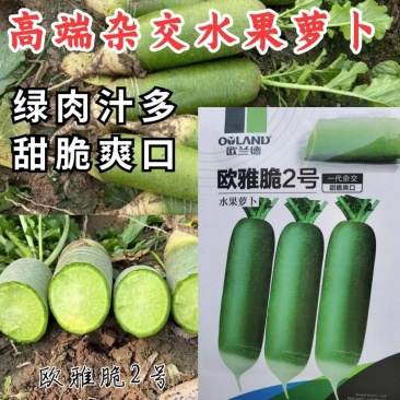 欧雅脆2号水果萝卜种子欧兰德杂交超甜脆绿皮绿肉水果萝卜