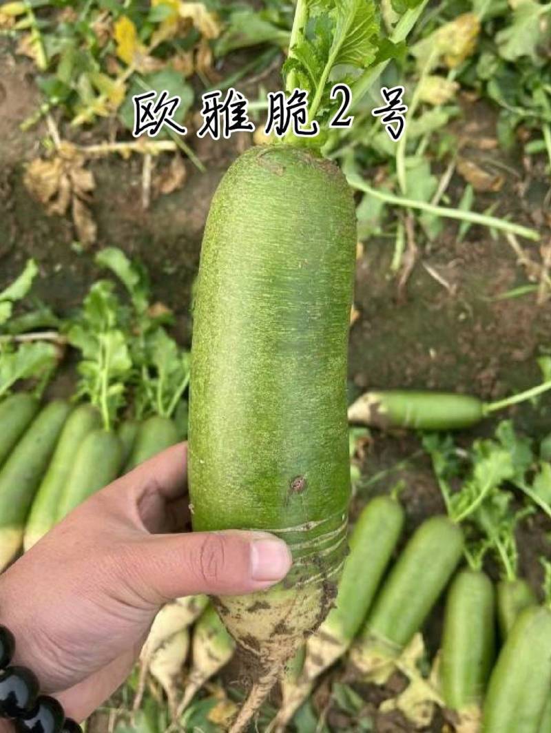 欧雅脆2号水果萝卜种子欧兰德杂交超甜脆绿皮绿肉水果萝卜