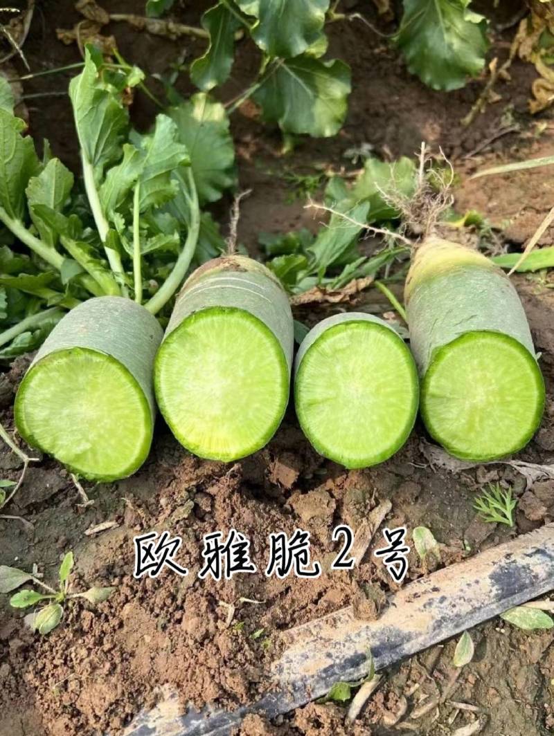 欧雅脆2号水果萝卜种子欧兰德杂交超甜脆绿皮绿肉水果萝卜