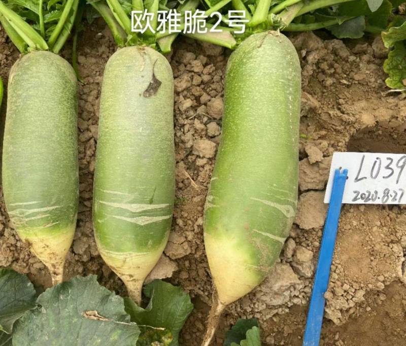 欧雅脆2号水果萝卜种子欧兰德杂交超甜脆绿皮绿肉水果萝卜