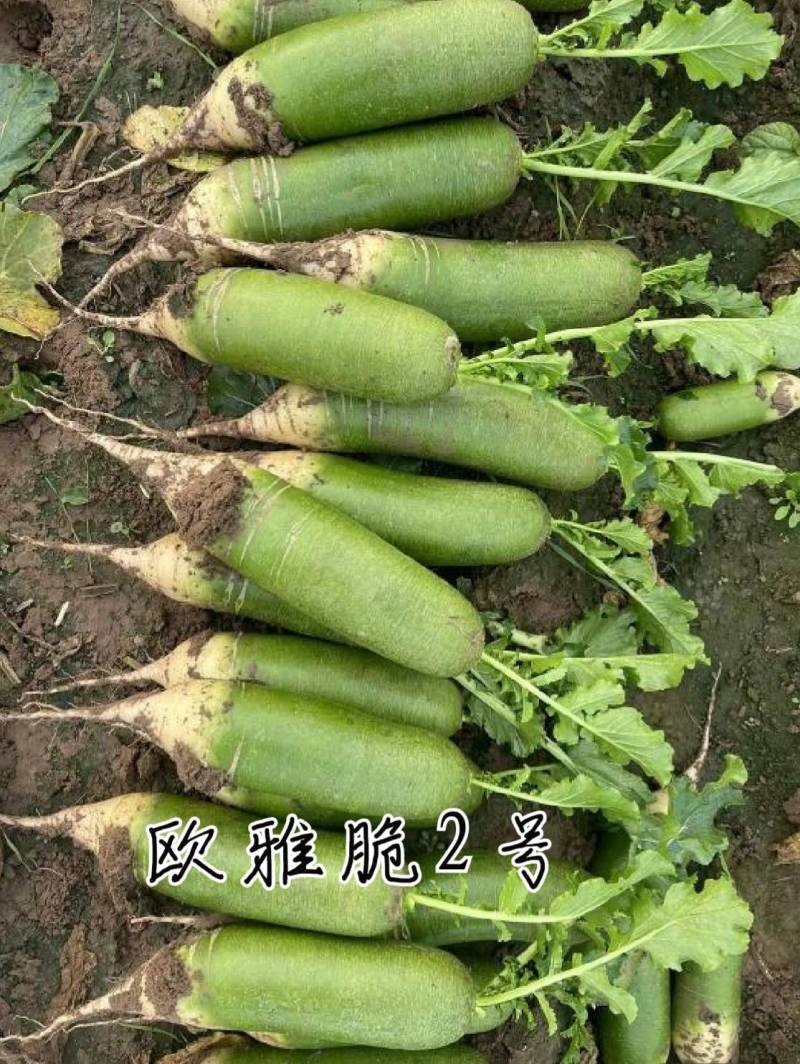 欧雅脆2号水果萝卜种子欧兰德杂交超甜脆绿皮绿肉水果萝卜