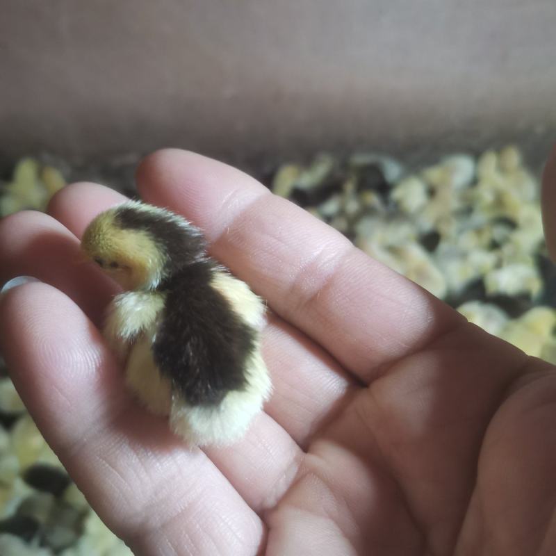 精品芦丁鸡销售