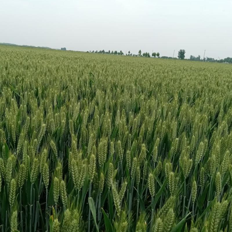 河南百早207小麦质量保障产地直销量大从优
