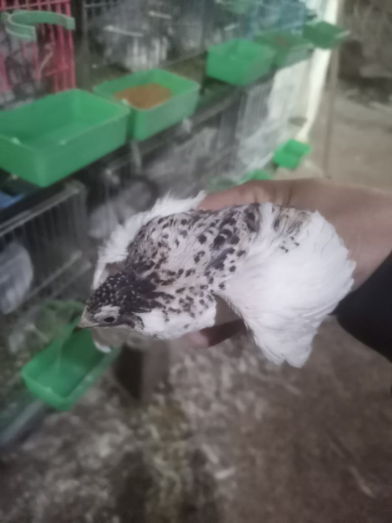 精品芦丁鸡销售