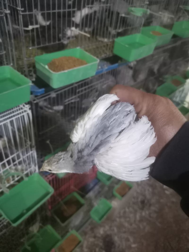 精品芦丁鸡销售