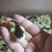精品芦丁鸡销售