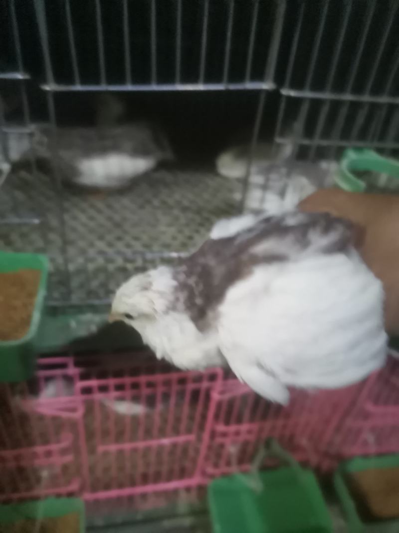 精品芦丁鸡销售