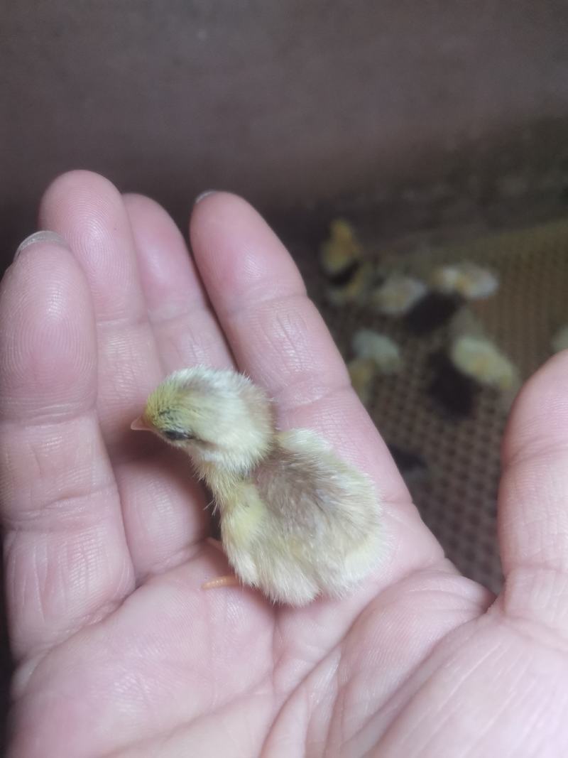 精品芦丁鸡销售