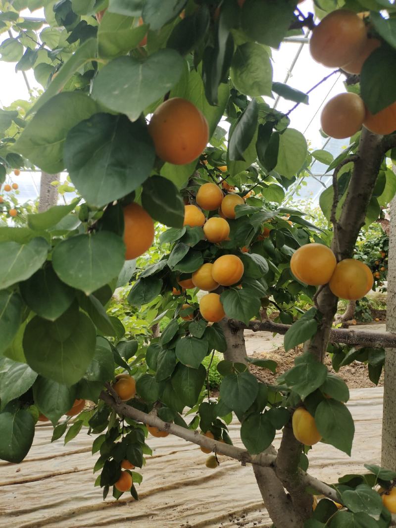金太阳杏