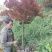 三季红枫袋苗