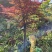 三季红枫袋苗
