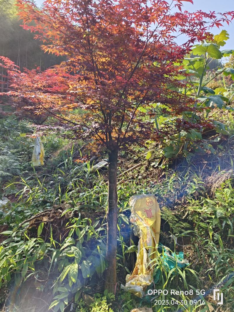 三季红枫袋苗