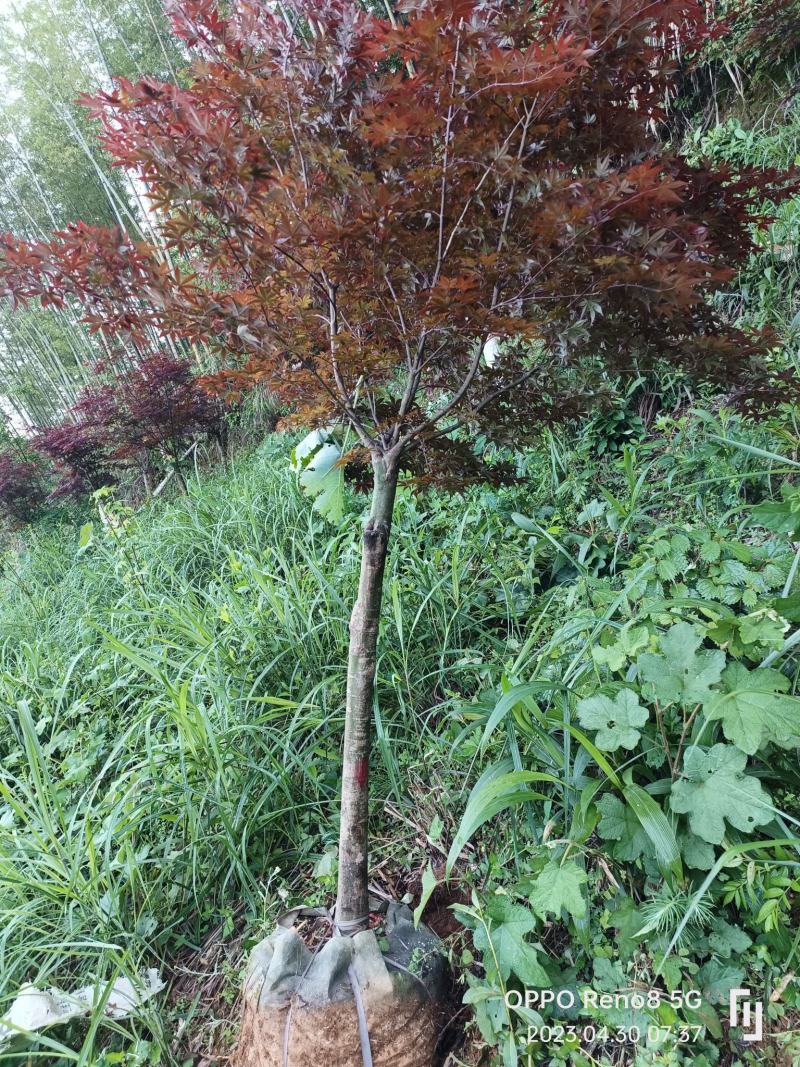 三季红枫袋苗
