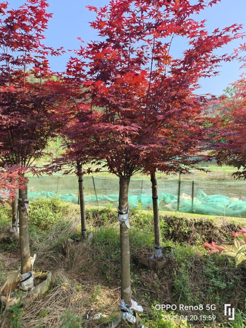 三季红枫袋苗