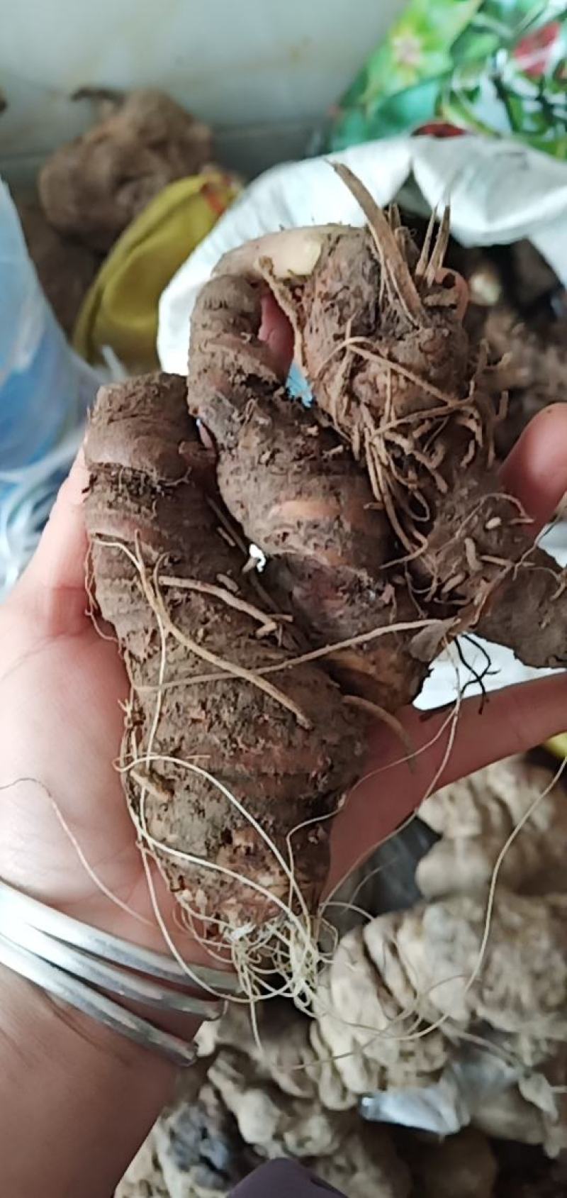 七叶一枝花
