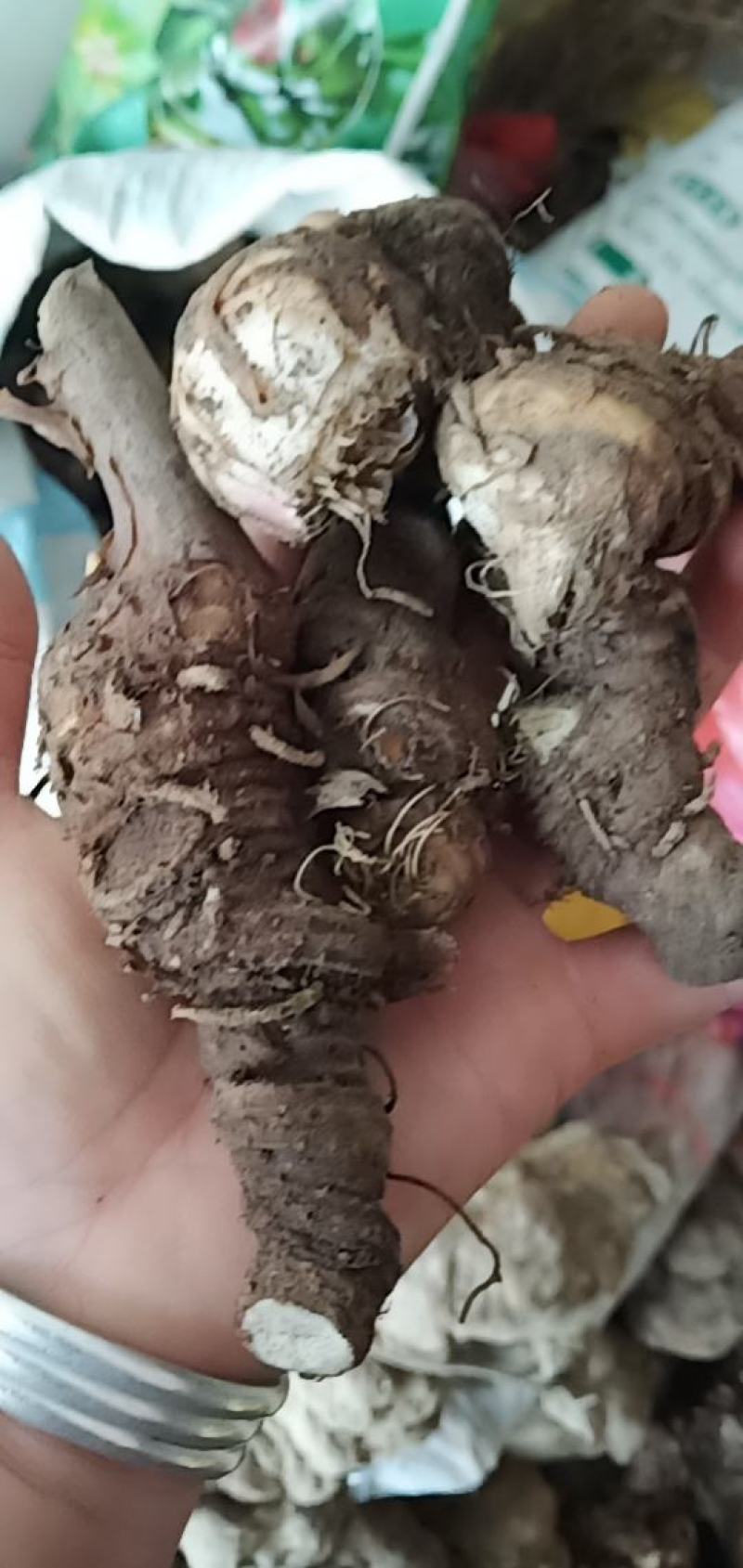 七叶一枝花