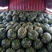 【实力商家】蒲城甜王瓜产地直发大吨位供应中可视频看货