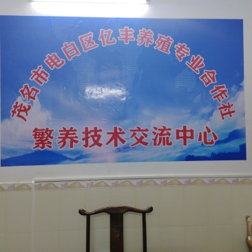 金边蚂蝗，菲牛水蛭成品，种苗。