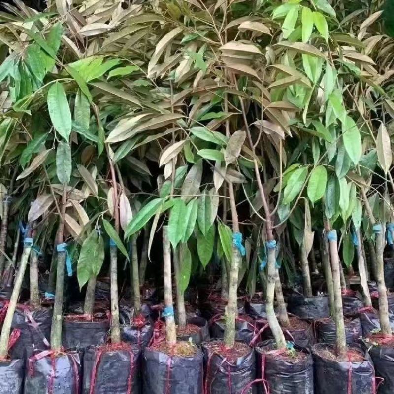 榴莲树苗四季泰国金枕头猫山王榴莲苗盆栽地栽南北方种植当年