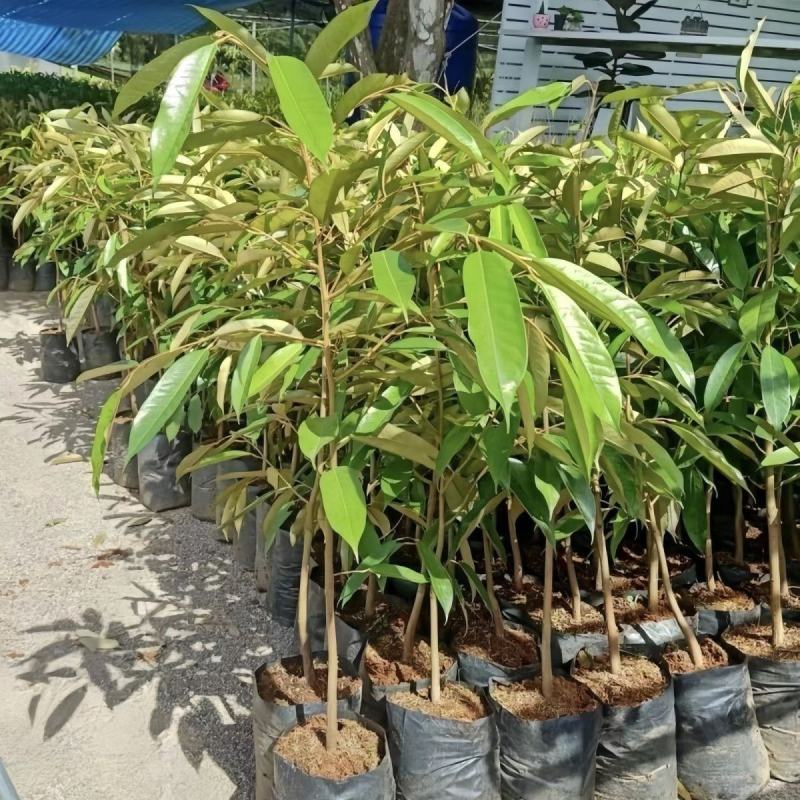 榴莲树苗四季泰国金枕头猫山王榴莲苗盆栽地栽南北方种植当年