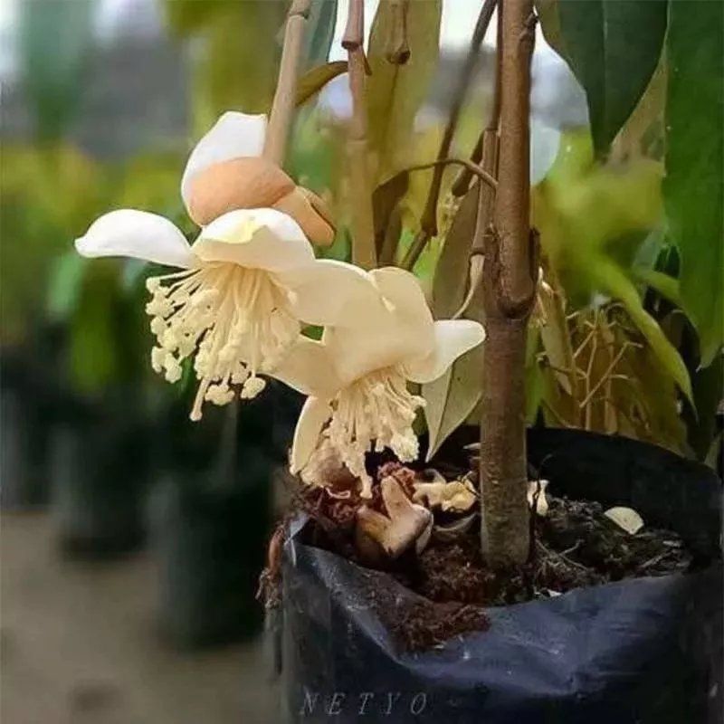 榴莲树苗四季泰国金枕头猫山王榴莲苗盆栽地栽南北方种植当年