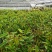榴莲树苗四季泰国金枕头猫山王榴莲苗盆栽地栽南北方种植当年