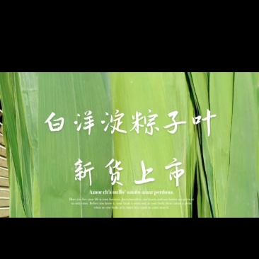 雄安新区白洋淀粽子叶