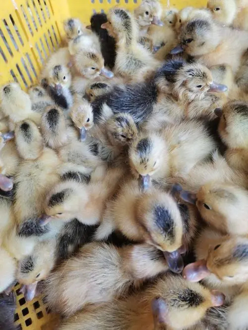 活体鸭苗大种麻鸭苗绿头鸭苗一点头骡鸭苗白鸭苗樱桃谷鸭苗