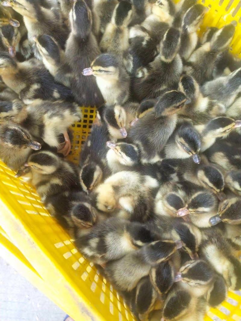 活体鸭苗大种麻鸭苗绿头鸭苗一点头骡鸭苗白鸭苗樱桃谷鸭苗