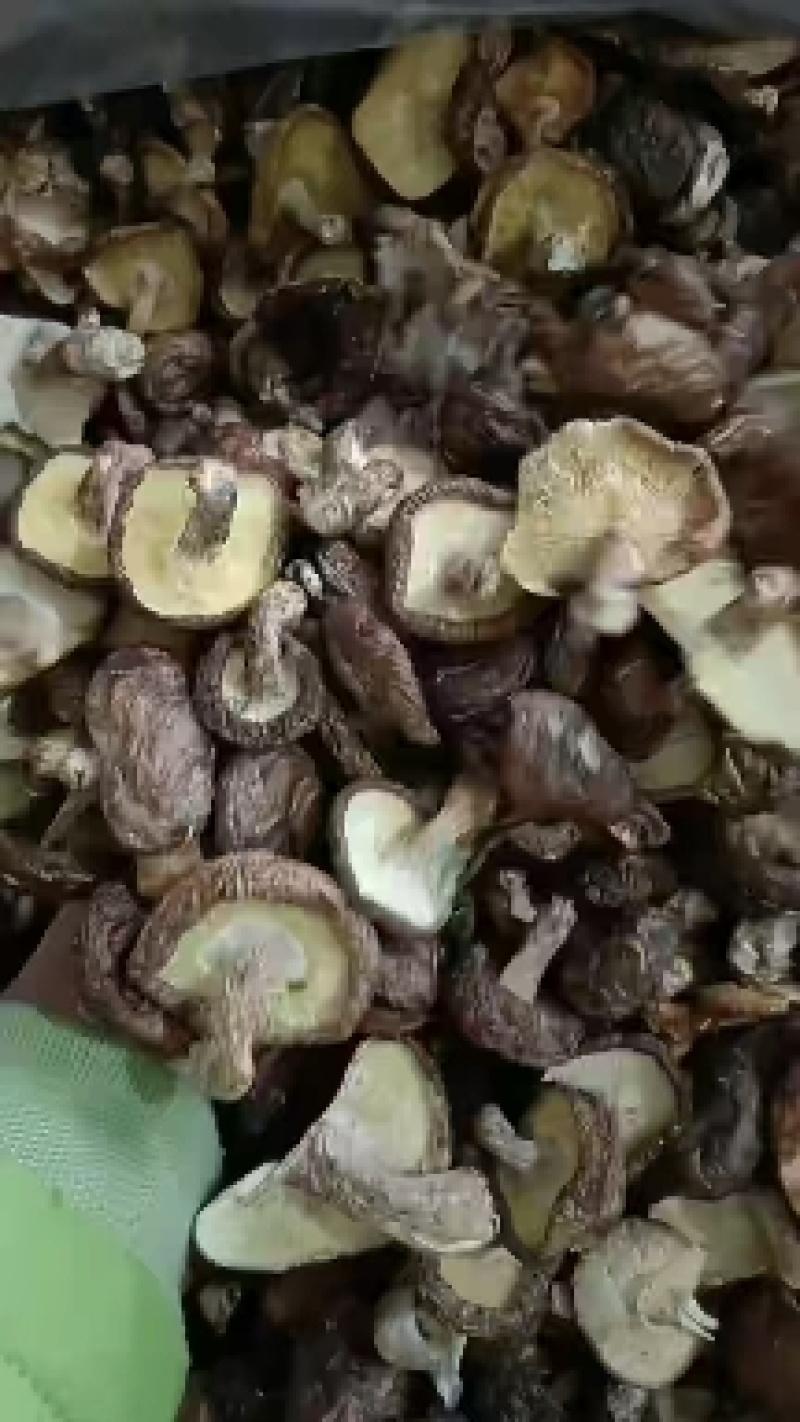 广西大瑶山野生香菇每一包25Og