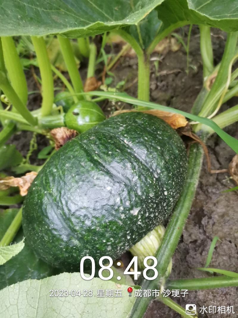 板栗南瓜