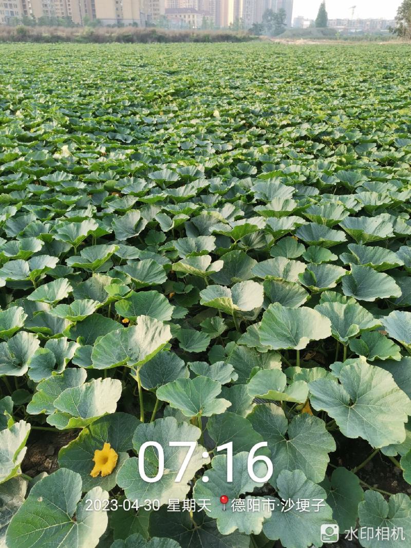 板栗南瓜
