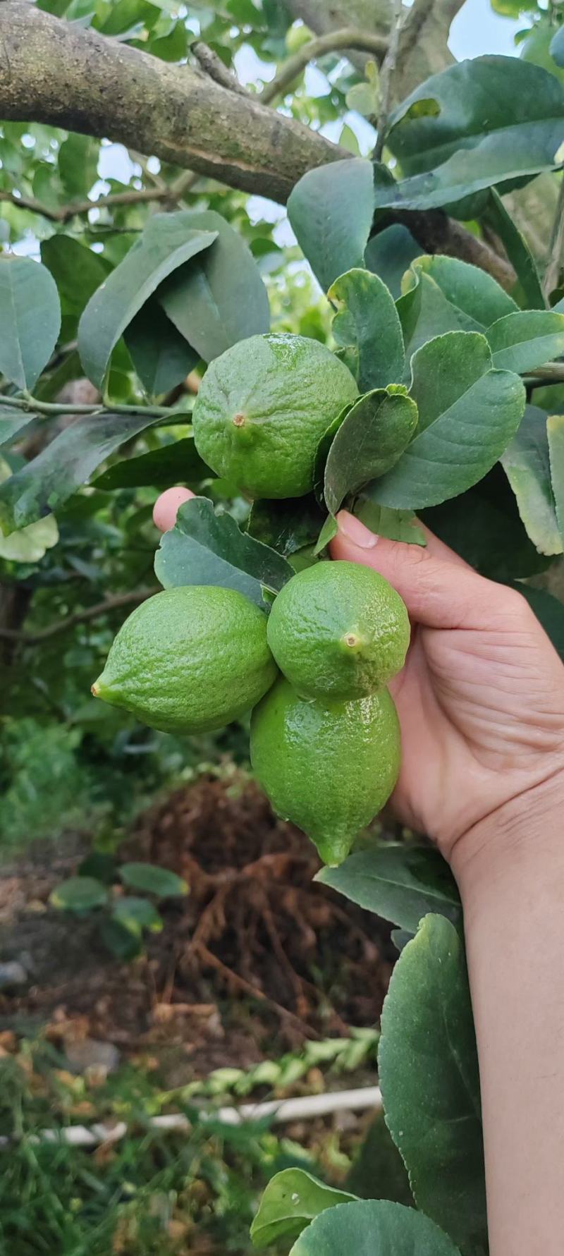 广东香水柠檬苗