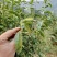 广西金秀大瑶山野生石崖茶颗粒超回甘味，