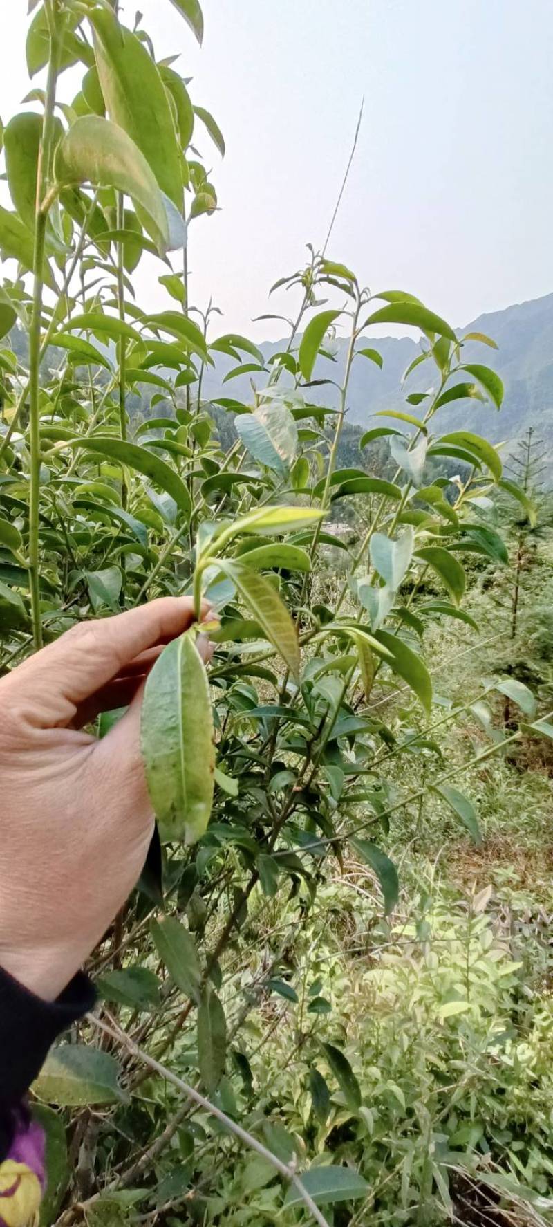 广西金秀大瑶山野生石崖茶颗粒超回甘味，