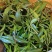 广西金秀大瑶山野生石崖茶颗粒超回甘味，