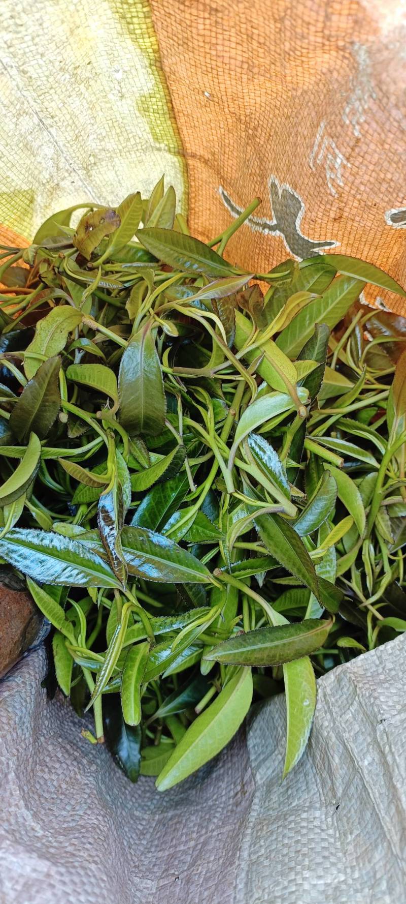 广西金秀大瑶山野生石崖茶颗粒超回甘味，