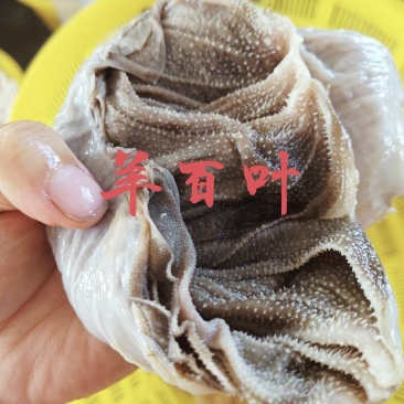 【羊百叶】当地羊百叶！涮锅爆炒凉拌炖煮，口感爽脆味道鲜美