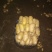 滕州大棚土豆V7沃土荷兰，支持各种规格，各种包装。