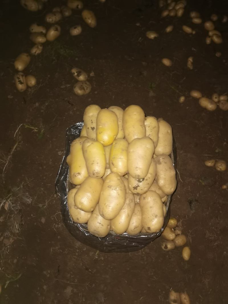 滕州大棚土豆V7沃土荷兰，支持各种规格，各种包装。