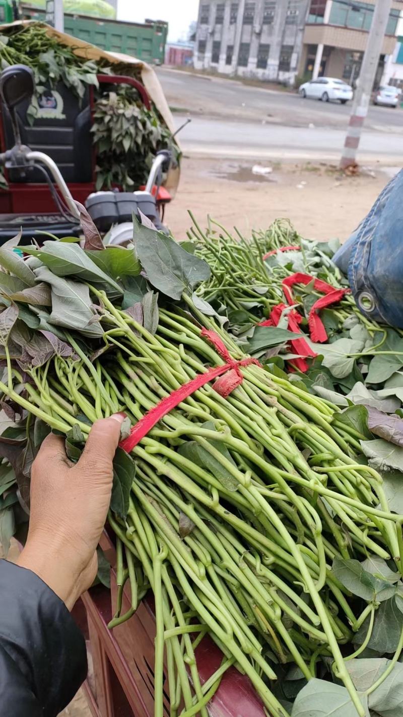脱毒西瓜红薯苗