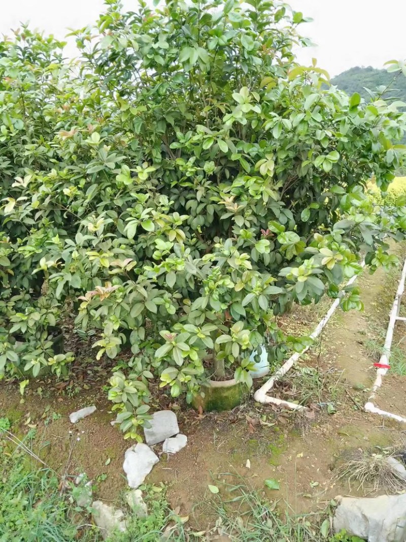 四季桂