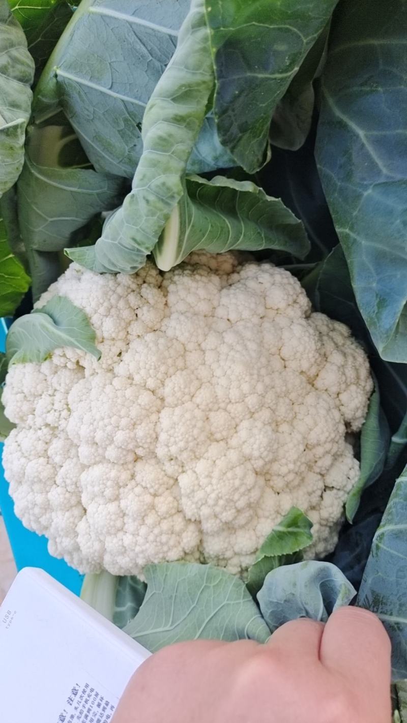 河南精品有机花青梗小米，大量上市发往全国各地