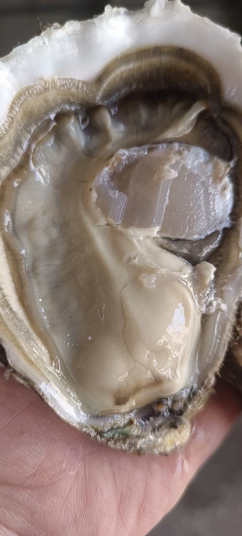 福建蚝二倍体三倍体大小包装现捞现装鲜活肥美大量批发