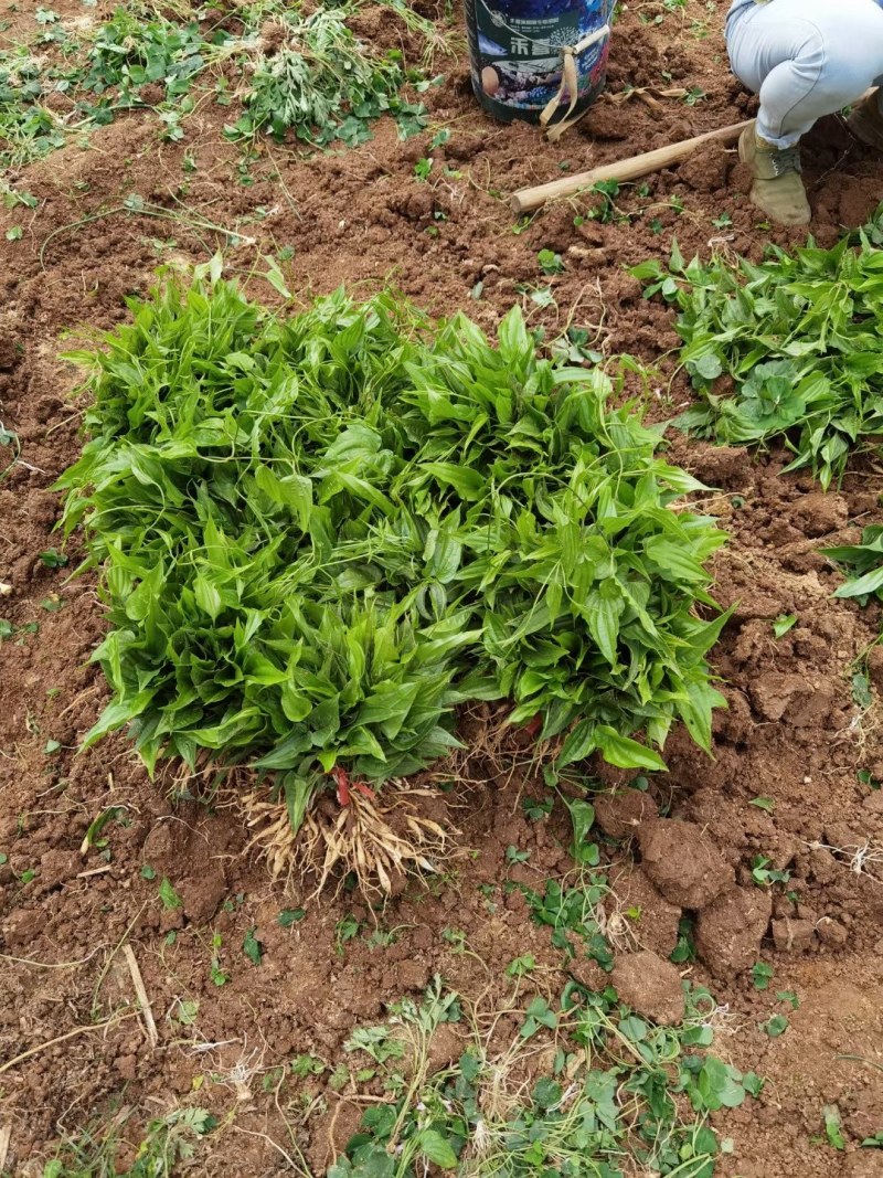 百部苗