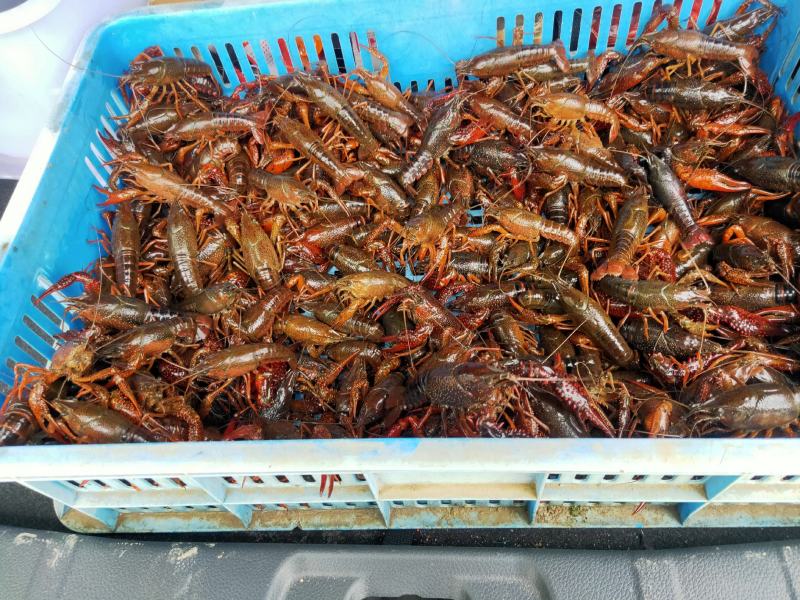 龙虾